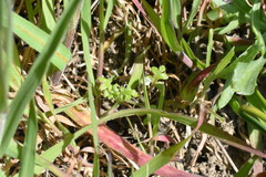 Nemophila pedunculata