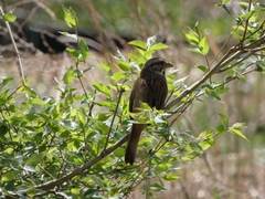 Melospiza melodia