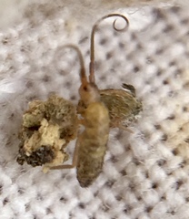 Pogonognathellus longicornis