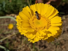 Halictus