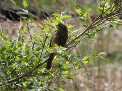Melospiza melodia