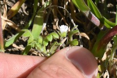 Nemophila pedunculata