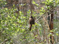 Melospiza melodia