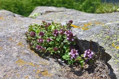 Thymus pulegioides pulegioides