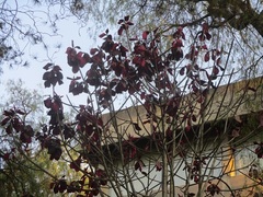 Euphorbia bicompacta