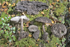 Pluteus concentricus