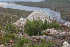 Asparagus lignosus