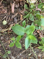 Vinca major