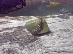 Glossiphoniidae