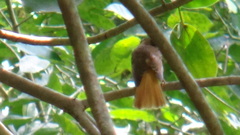 Onychorhynchus coronatus