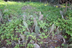 Opuntia microdasys
