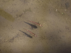 Actinopterygii