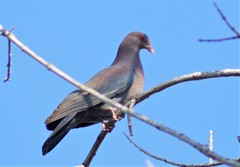 Patagioenas flavirostris