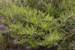 Asparagus lignosus