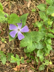 Vinca major