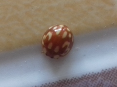 Neocalvia cayennensis