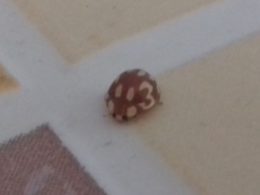 Neocalvia cayennensis