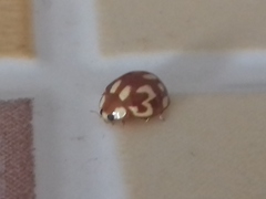 Neocalvia cayennensis