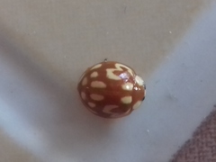 Neocalvia cayennensis