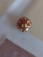 Neocalvia cayennensis