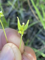 Claytonia parviflora viridis