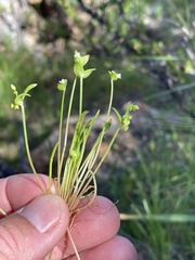 Claytonia parviflora viridis