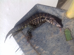 Salvator merianae merianae