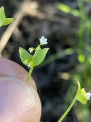 Claytonia parviflora viridis