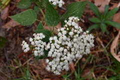 Ageratina vernalis