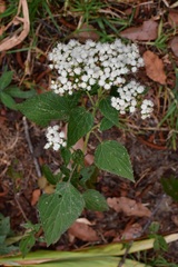 Ageratina vernalis