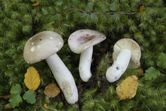 Russula purpureotincta