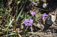 Glandularia venturii