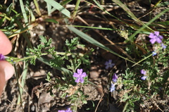 Glandularia venturii
