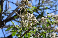 Vernonanthura patens