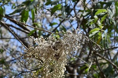 Vernonanthura patens