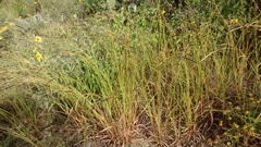 Heteropogon