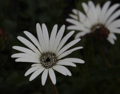 Gerbera linnaei