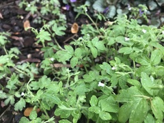Phacelia ranunculacea