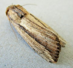 Leucania stenographa