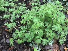 Phacelia ranunculacea