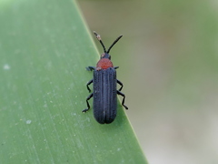 Image of Chalepus bicolor