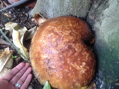 Cyclocybe parasitica