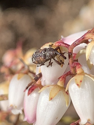 White Pine Weevil photo 2