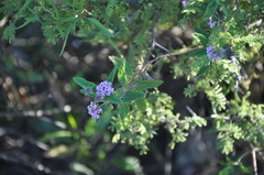 Lippia junelliana