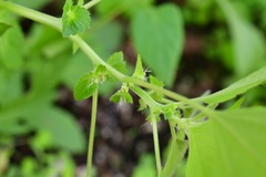Acalypha mexicana