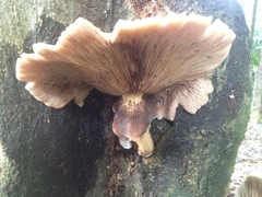 Cyclocybe parasitica