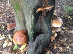 Cyclocybe parasitica