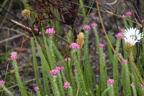 Image of Lachnospermum umbellatum by (c) Tony Rebelo, some rights reserved (CC BY-SA)