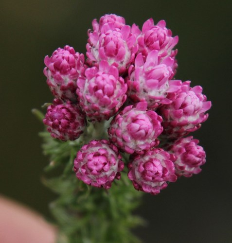 Image of Lachnospermum umbellatum by (c) Tony Rebelo, some rights reserved (CC BY-SA)