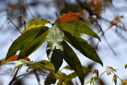 Quercus acatenangensis